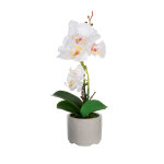 orhideja bijela Sweet slikana na bijeloj pozadini