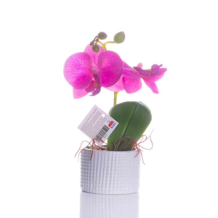 orhideja roza slikana na bijeloj pozadini