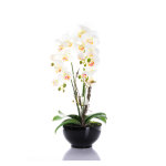 orhideja bijela slikana na bijeloj pozadini