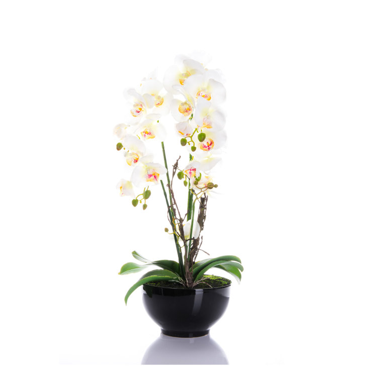 orhideja bijela slikana na bijeloj pozadini