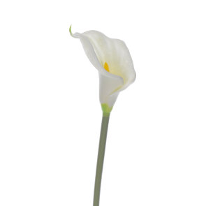 dekoracija cvijet Kala velika bijela