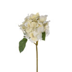 bijeli cvijet hortenzija dekoracija